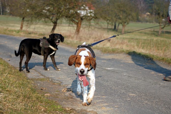 Hunde begegnen sich beim Spaziergang