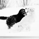 Zwei Hunde im Schnee