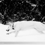 Hund im Schnee