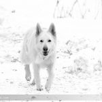 Schneehund