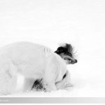 Hunde tollen im Schnee