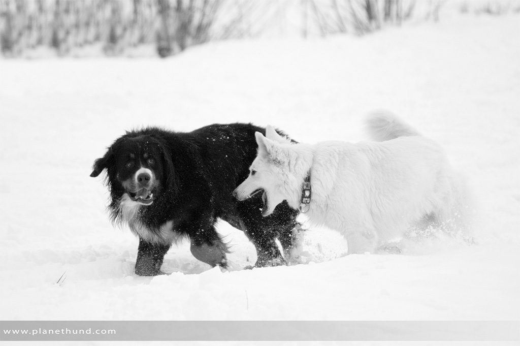 Hunde tollen im Schnee