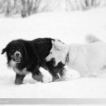 Winterhunde, Foto: Steirerwerk