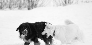 Winterhunde, Foto: Steirerwerk