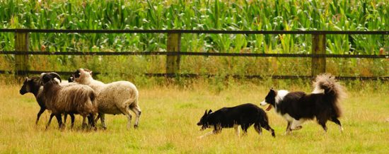 Zwei Border Collies hüten Schafe