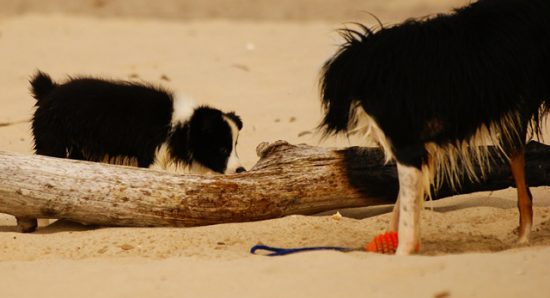 Border Collies schnüffeln