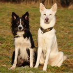 Border Collie, Husky Schäferhund Mix sitzen