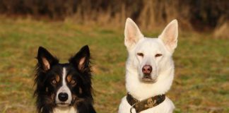 Border Collie, Husky Schäferhund Mix sitzen