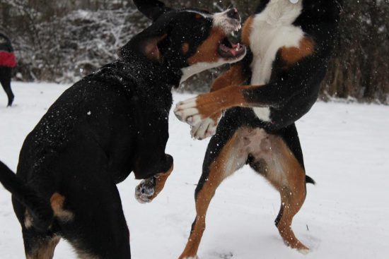 Schweizer Sennenhunde im Schnee