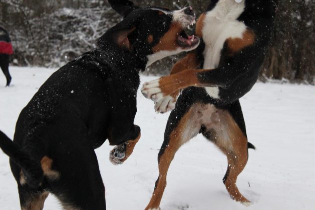 Große Schweizer Sennenhunde