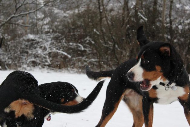 Große Schweizer Sennenhunde im Schnee