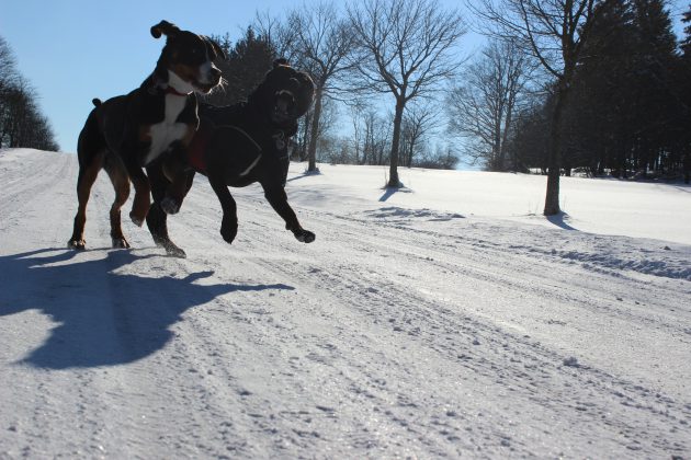 Große Schweizer Sennenhunde, Foto: Lena