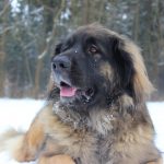 Leonberger – Rasseportrait aus der Sicht des Hundehalters