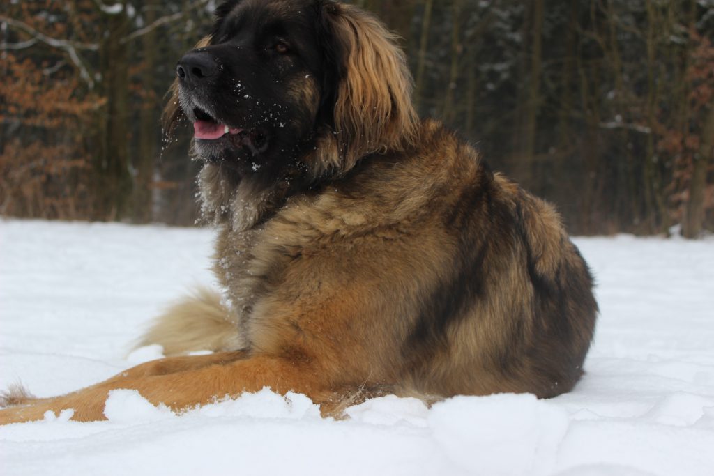 Leonberger Hund