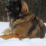 Leonberger – Rasseportrait aus der Sicht des Hundehalters