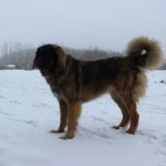 Leonberger – Rasseportrait aus der Sicht des Hundehalters