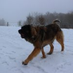 Leonberger – Rasseportrait aus der Sicht des Hundehalters