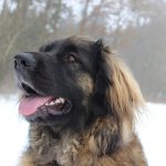 Leonberger – Rasseportrait aus der Sicht des Hundehalters