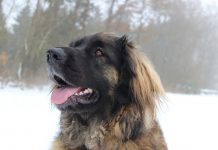 Leonberger – Rasseportrait aus der Sicht des Hundehalters