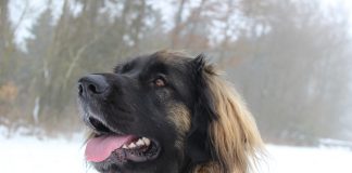 Leonberger – Rasseportrait aus der Sicht des Hundehalters