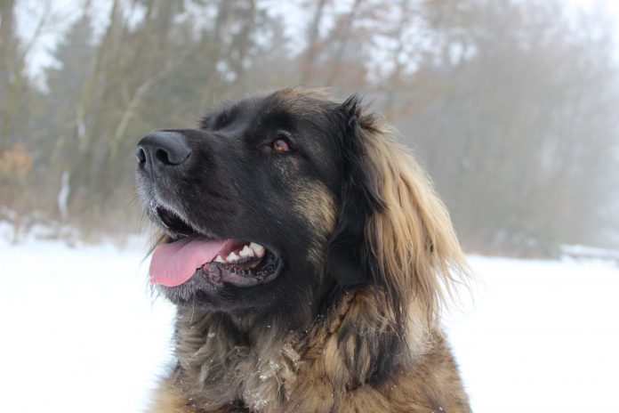 Leonberger – Rasseportrait aus der Sicht des Hundehalters