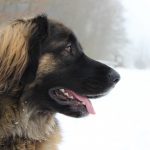 Leonberger – Rasseportrait aus der Sicht des Hundehalters