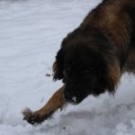 Leonberger – Rasseportrait aus der Sicht des Hundehalters