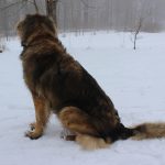 Leonberger – Rasseportrait aus der Sicht des Hundehalters