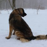 Leonberger – Rasseportrait aus der Sicht des Hundehalters