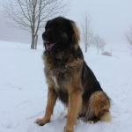 Leonberger – Rasseportrait aus der Sicht des Hundehalters