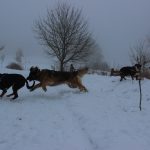 Leonberger – Rasseportrait aus der Sicht des Hundehalters