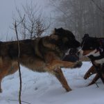 Leonberger – Rasseportrait aus der Sicht des Hundehalters