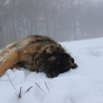 Leonberger – Rasseportrait aus der Sicht des Hundehalters