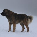 Leonberger – Rasseportrait aus der Sicht des Hundehalters