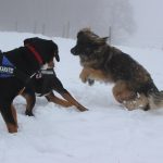 Leonberger – Rasseportrait aus der Sicht des Hundehalters