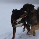 Leonberger – Rasseportrait aus der Sicht des Hundehalters