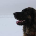 Leonberger – Rasseportrait aus der Sicht des Hundehalters