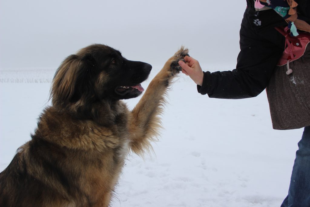 Leonberger gibt Pfote