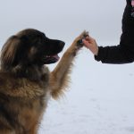 Rasseportrait Leonberger, Foto: Lena