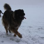 Leonberger – Rasseportrait aus der Sicht des Hundehalters