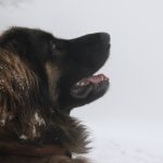 Leonberger – Rasseportrait aus der Sicht des Hundehalters