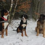 Leonberger – Rasseportrait aus der Sicht des Hundehalters