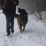 Leonberger – Rasseportrait aus der Sicht des Hundehalters