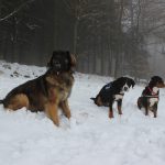 Leonberger – Rasseportrait aus der Sicht des Hundehalters