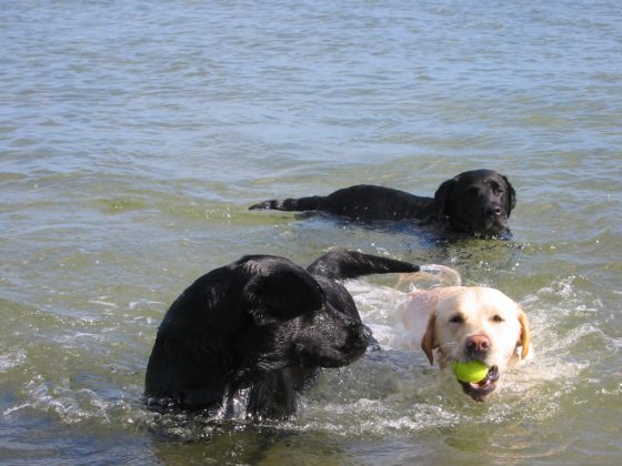 Labrador Retriever – Rasseportrait aus der Sicht des Hundehalters, Foto: Lena