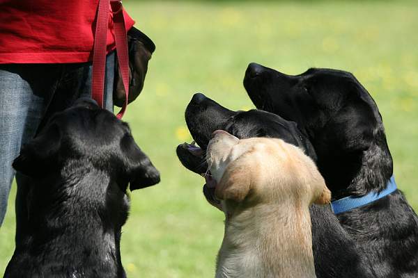 Labrador Retriever – Rasseportrait aus der Sicht des Hundehalters, Foto: Lena