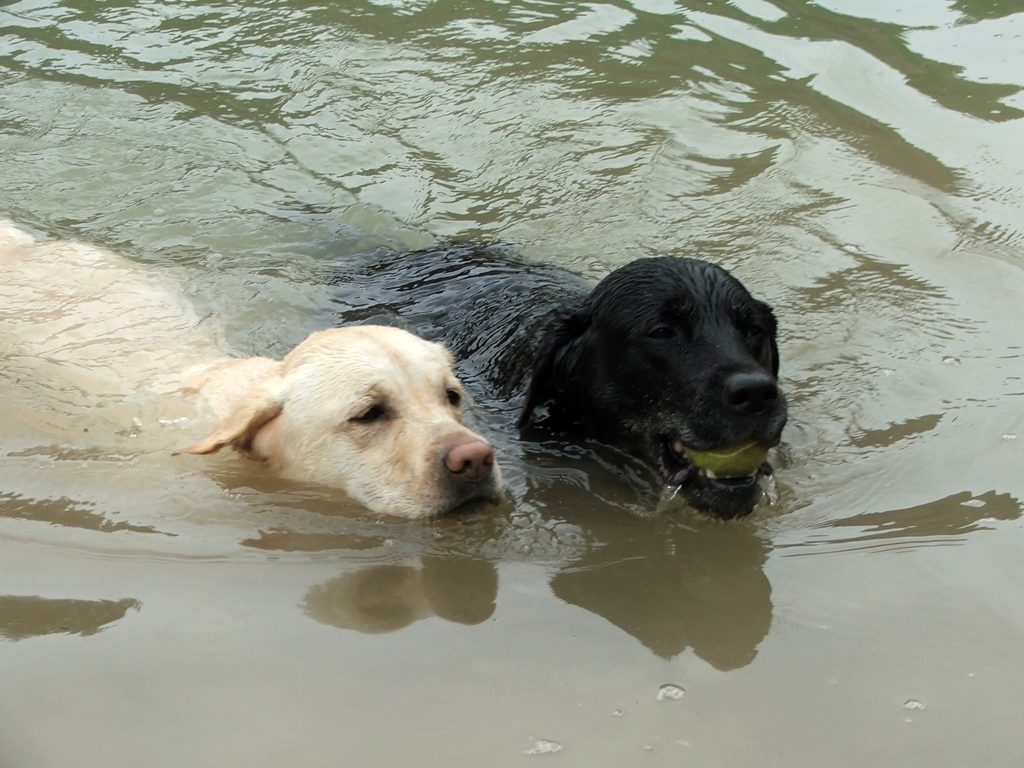 Labrador Retriever im Wasser