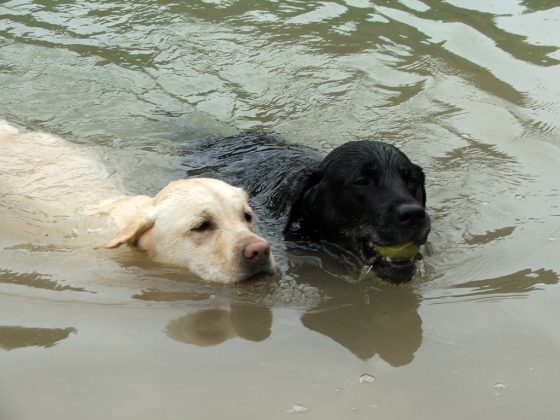 Labrador Retriever – Rasseportrait aus der Sicht des Hundehalters1