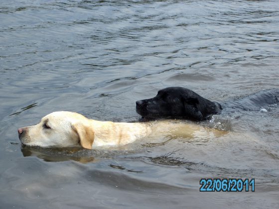 		Labrador Retriever – Rasseportrait aus der Sicht des Hundehalters9 