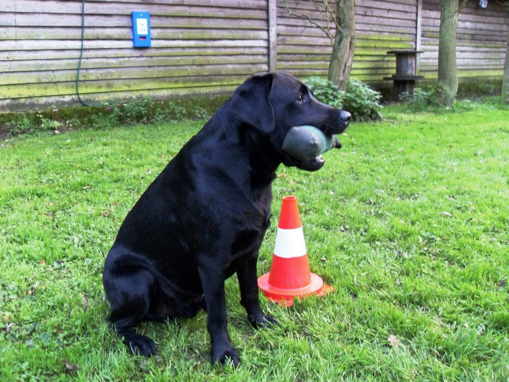 Schwarzer Labrador Retriever Hund